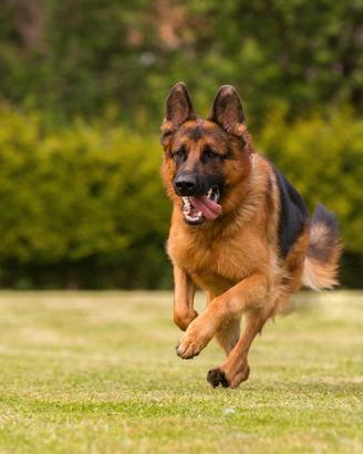 Pastore Tedesco 24 mesi