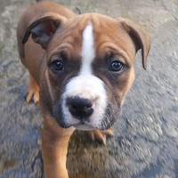 American bully pocket