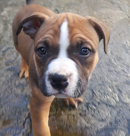 American bully pocket