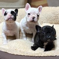 Cuccioli di bulldog francese