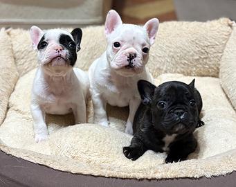 Cuccioli di bulldog francese