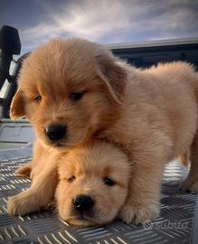 Golden Retriver linea Americana
