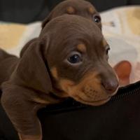 Bassotto Cuccioli Femminucce Choco