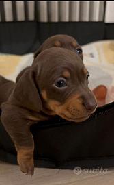 Bassotto Cuccioli Femminucce Choco