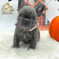 Dolcissima femminuccia Bulldog Francese total blu