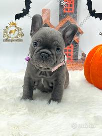 Dolcissima femminuccia Bulldog Francese total blu