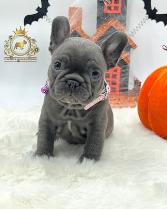Dolcissima femminuccia Bulldog Francese total blu