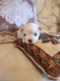 Maltesi