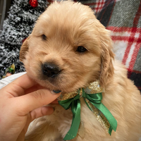 Cuccioli Golden retriever americano Bologna