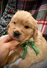 Cuccioli Golden retriever americano Bologna