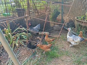 Galline galli polletti