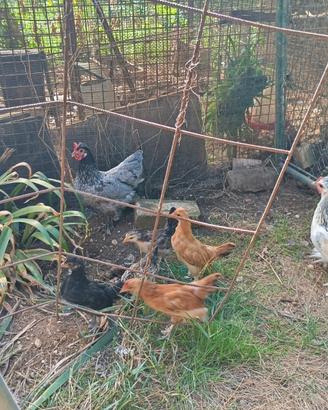 Galline galli polletti