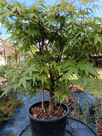 Acero palmato polimorphum virdis 