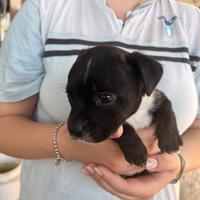 Cuccioli di Staffordshire Bull Terrier