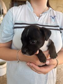 Cuccioli di Staffordshire Bull Terrier