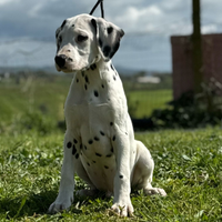 Cuccioli di dalmata
