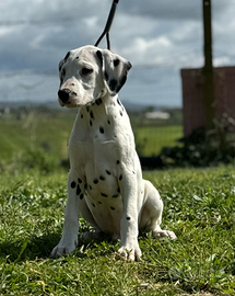Cuccioli di dalmata