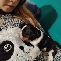Cavalier king con pedigree ENCI/FCI