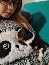 Cavalier king con pedigree ENCI/FCI