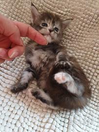 Maine Coon femmina