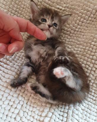 Maine Coon femmina