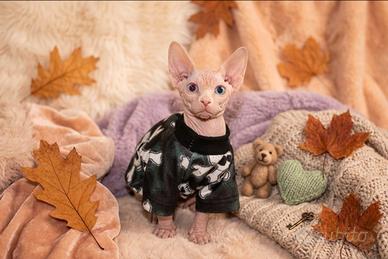Sphynx OCCHI IMPARI
