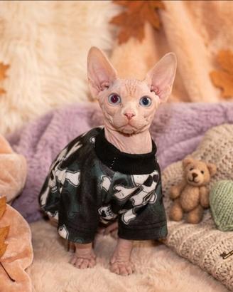 Sphynx OCCHI IMPARI