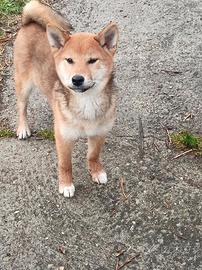 Shiba inu