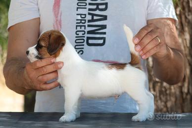 Jack russell terrier