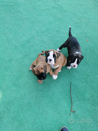3xCani Boxer visibili a Napoli PIanura
