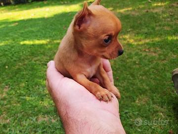 Cucciolo chihuahua