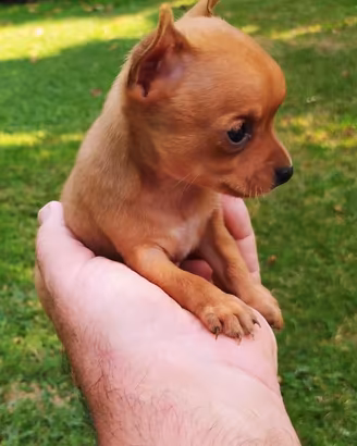 Cucciolo chihuahua