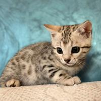 Cuccioli di Bengala colore Silver