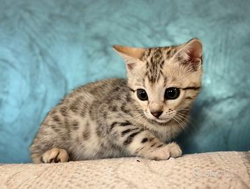 Cuccioli di Bengala colore Silver