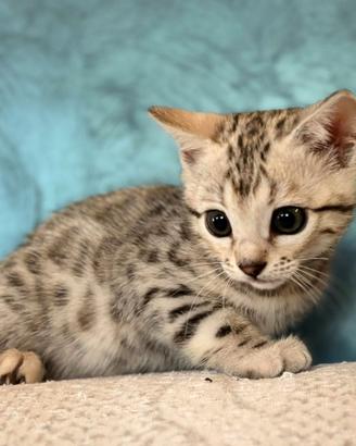 Cuccioli di Bengala colore Silver