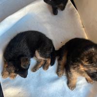 Pastore Tedesco femmina