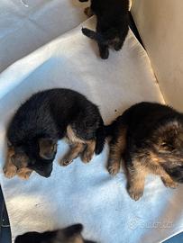 Pastore Tedesco femmina