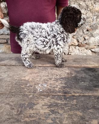 Cuccioli di Lagotto