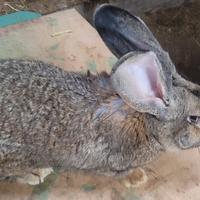 Coniglio gigante delle Fiandre