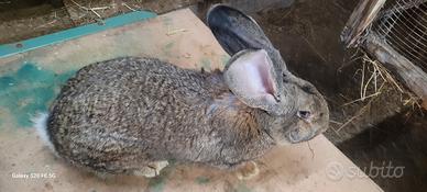 Coniglio gigante delle Fiandre