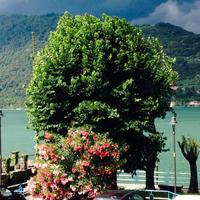 Ampio appartamento vista lago giardino
