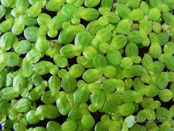 Salvinia cucullata