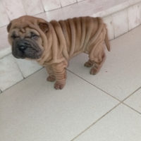 Shar pei