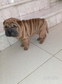 Shar pei