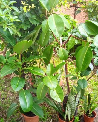 piante