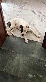 Cucciolo pitbull