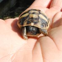 Tartarughe di terra Hermanni e Graeca con Cites