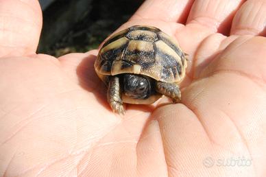 Tartarughe di terra Hermanni e Graeca con Cites