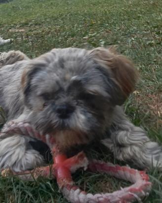 Splendido cucciolo di Shitzu