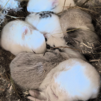 Coniglietti ariete nano